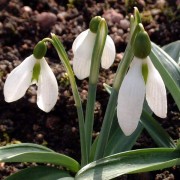 GALANTHUS L.—ПОДСНЕЖНИК plicatus GALANTHUS L.—ПОДСНЕЖНИК plicatus