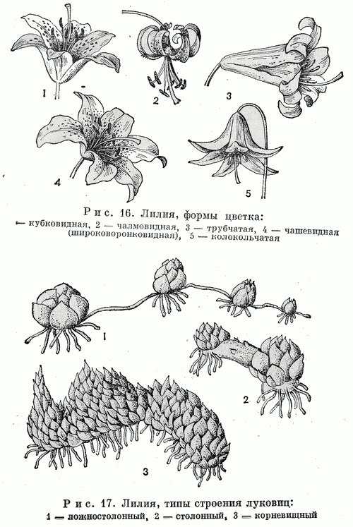 Лилия, формы цветка Лилия, формы цветка