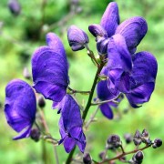 ACONITUM L.—БОРЕЦ napellus ACONITUM L.—БОРЕЦ napellus