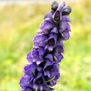 Аконит клобучковый, Аконит фиолетовый - aconitum_napellus