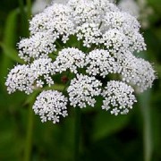 AEGOPODIUM L.- СНЫТЬ podagraria