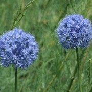allium_coeruleum Лук голубой