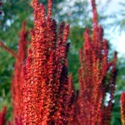 amaranthus_paniculatus Амарант метельчатый