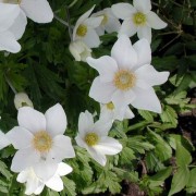 ANEMONE L.— ВЕТРЕНИЦА sylvestris