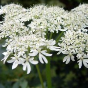 ANTHRISCUS PERS.— КУПЫРЬ sylvestris