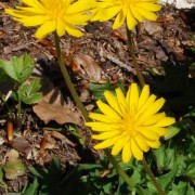 APOSERIS CASS.— АПОЗЕРИС foetida
