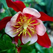 AQUILEGIA L.— ВОДОСБОР columbine