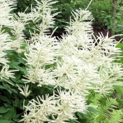 ARUNCUS L.— ВОЛЖАНКА dioicus