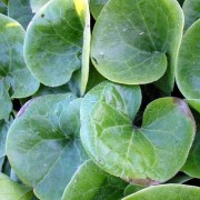ASARUM L.- КОПЫТЕНЬ europaeum