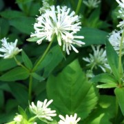ASPERULA L.— ЯСМЕННИК taurina