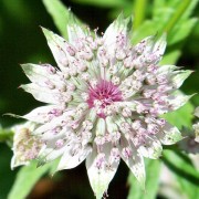 ASTRANTIA L.— ЗВЕЗДОВКА major