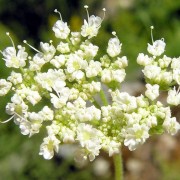 ATHAMANTA KOCH — АТАМАНТА cretensis