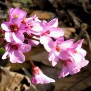 Бадан толстолистный - bergenia_crassifolia