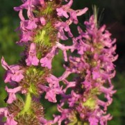 BETONICA L.— БУКВИЦА officinalis BETONICA L.— БУКВИЦА officinalis