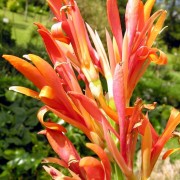 canna_edulis Канну съедобную