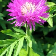 CENTAUREA L.—ВАСИЛЕК dealbata CENTAUREA L.—ВАСИЛЕК dealbata