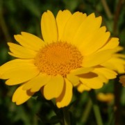 Хризантема посевная - chrysanthemum_segetum
