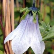 CODONOPSIS WALL.— КОДОНОПСИС ovata