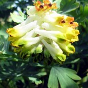 CORYDALIS VENT.—ХОХЛАТКА nobilis