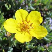 Курильский чай кустарниковый - dasiphora_fruticosa