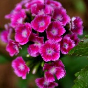 Гвоздика бородатая, Гвоздика турецкая - dianthus_barbatus