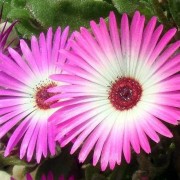 dorotheanthus_bellidiformis Доротеантус маргаритковидный