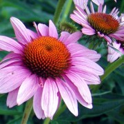 Эхинацея пурпурная - echinacea_purpurea