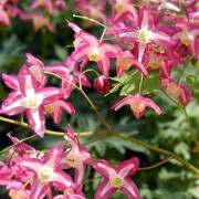 EPIMEDIUM L.— ЭПИМЕДИУМ rubrum