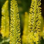 eremurus_stenophyllus Эремурус узколистный