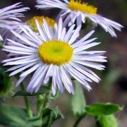 ERIGERON L.— МЕЛКОЛЕПЕСТНИК speciosus