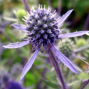 ERYNGIUM L.— СИНЕГОЛОВНИК planum
