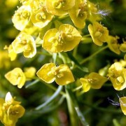 EUPHORBIA L.- МОЛОЧАЙ cyparissias