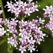 VALERIANA L.—ВАЛЕРИАНА fauriei