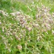 FESTUCA L.— ОВСЯНИЦА drymeja