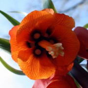 fritillaria_imperialis Рябчик императорский