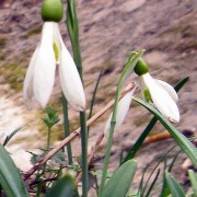 galanthus_plicatus Подснежник складчатый