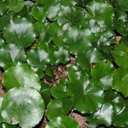 GALAX L. - БРОНЗОВОЛИСТНИК aphylla