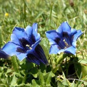 GENTIANA L.— ГОРЕЧАВКА clusii