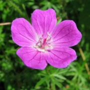 GERANIUM L.— ГЕРАНЬ sanguineum