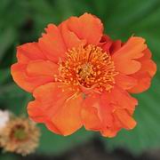 Гравилат коралловый - geum_coccineum
