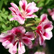 Годеция крупноцветковая - godetia_grandiflora