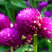 gomphrena_globosa Гомфрена шаровидная