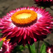Цмин прицветниковый - helichrysum_bracteatum