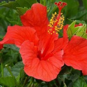 Гибискус обыкновенный, Гибискус болотный - hibiscus_moscheutos