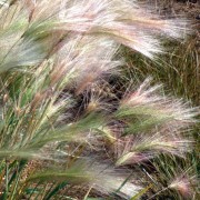 hordeum_jubatum Ячмень гривастый