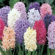 hyacinthus_orientalis Гиацинт восточный hyacinthus_orientalis Гиацинт восточный