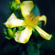 HYPERICUM L.— ЗВЕРОБОЙ gebleri