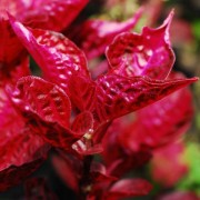iresine_lindenii Ирезине Линдена