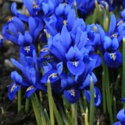 iridodictyum_reticulatum Иридодиктиум сетчатый, Ирис сетчатый