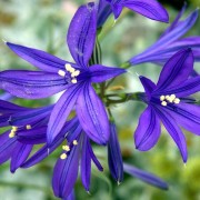 ixiolirion_tataricum Иксиолирион татарский ixiolirion_tataricum Иксиолирион татарский
